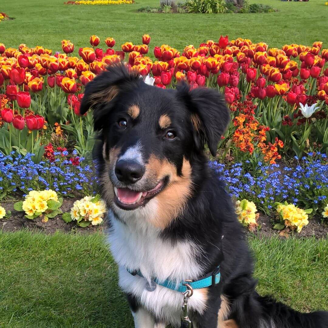 Picture of Jackie's dog Cooper on a walk.